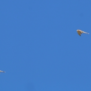 Falco cenchroides at Wodonga, VIC - 22 May 2021 10:00 AM