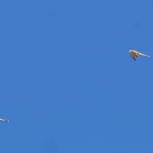 Falco cenchroides at Wodonga, VIC - 22 May 2021 10:00 AM