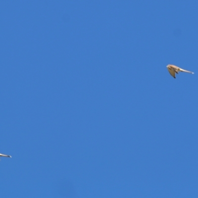 Falco cenchroides (Nankeen Kestrel) at Wodonga - 22 May 2021 by Kyliegw