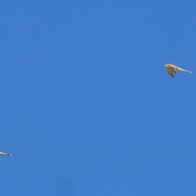 Falco cenchroides (Nankeen Kestrel) at Wodonga, VIC - 22 May 2021 by KylieWaldon