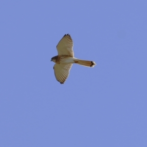 Falco cenchroides at Wodonga, VIC - 22 May 2021