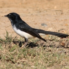 Rhipidura leucophrys (Willie Wagtail) at West Wodonga, VIC - 22 May 2021 by KylieWaldon