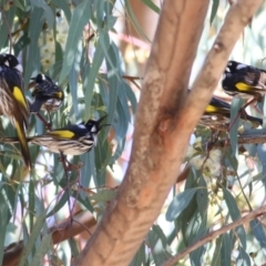 Phylidonyris novaehollandiae (New Holland Honeyeater) at Federation Hill - 22 May 2021 by Kyliegw