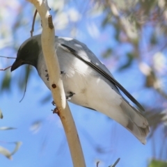 Coracina novaehollandiae (Black-faced Cuckooshrike) at West Wodonga, VIC - 22 May 2021 by KylieWaldon