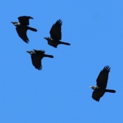 Corvus mellori (Little Raven) at Wodonga - 22 May 2021 by Kyliegw