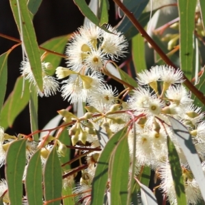 Eucalyptus melliodora at Federation Hill - 22 May 2021