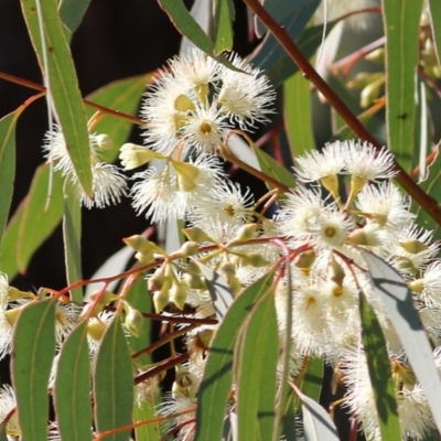 Eucalyptus melliodora (Yellow Box) at Federation Hill - 22 May 2021 by KylieWaldon