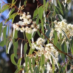 Eucalyptus melliodora at Federation Hill - 22 May 2021 10:41 AM