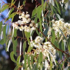 Eucalyptus melliodora at Federation Hill - 22 May 2021 10:41 AM