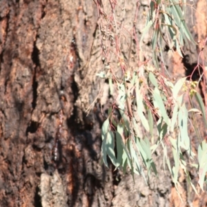 Eucalyptus melliodora at Federation Hill - 22 May 2021