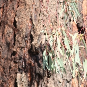 Eucalyptus melliodora at Federation Hill - 22 May 2021 10:41 AM