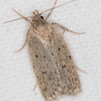 Eulechria convictella (Eulechria convictella) at Melba, ACT - 24 Nov 2020 by Bron