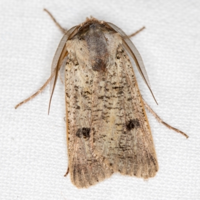 Agrotis porphyricollis (Variable Cutworm) at Melba, ACT - 24 Nov 2020 by Bron