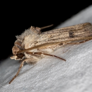 Agrotis porphyricollis at Melba, ACT - 24 Nov 2020