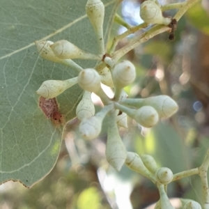 Eucalyptus polyanthemos at Holt, ACT - 21 May 2021