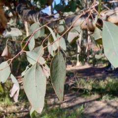 Eucalyptus polyanthemos at Holt, ACT - 21 May 2021 10:17 AM