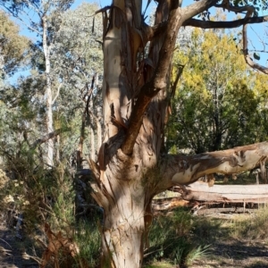 Eucalyptus polyanthemos at Holt, ACT - 21 May 2021