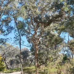 Eucalyptus polyanthemos at Holt, ACT - 21 May 2021 10:17 AM