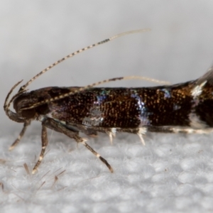 Stagmatophora argyrostrepta at Melba, ACT - 23 Nov 2020