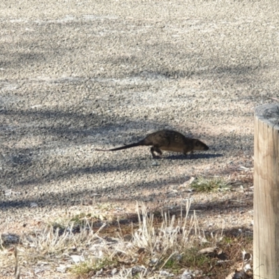 Hydromys chrysogaster (Rakali or Water Rat) at Lake Burley Griffin West - 22 May 2021 by LD12