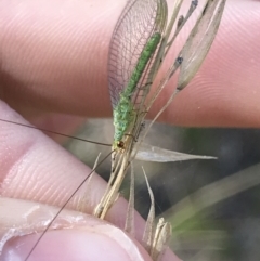 Mallada sp. (genus) (Green lacewing) at Bruce, ACT - 30 Mar 2021 by MattFox