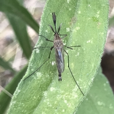 Culicidae (family) (A mosquito) at Campbell, ACT - 7 Apr 2021 by MattFox