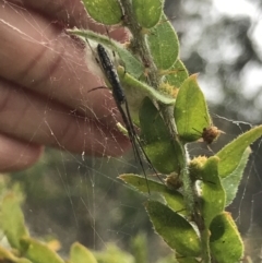 Tetragnatha sp. (genus) (Long-jawed spider) at Campbell, ACT - 6 Apr 2021 by MattFox
