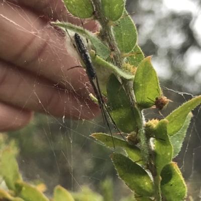 Tetragnatha sp. (genus) (Long-jawed spider) at Mount Ainslie - 6 Apr 2021 by MattFox