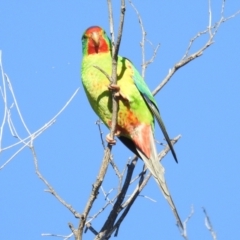 Lathamus discolor (Swift Parrot) at Kambah, ACT - 22 May 2021 by HelenCross