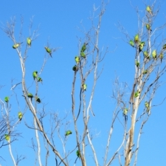 Lathamus discolor at Kambah, ACT - 22 May 2021