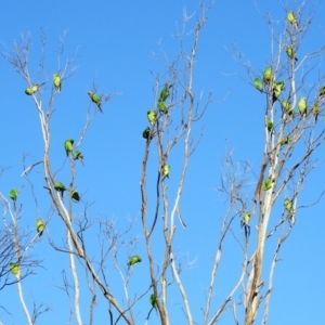 Lathamus discolor at Kambah, ACT - 22 May 2021