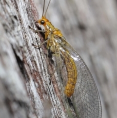 Dictyochrysa fulva (Green Lacewing) at Acton, ACT - 18 May 2021 by TimL