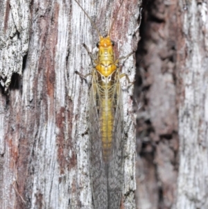 Dictyochrysa fulva at Acton, ACT - 18 May 2021 12:00 PM