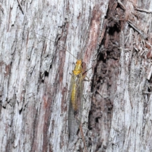 Dictyochrysa fulva at Acton, ACT - 18 May 2021 12:00 PM