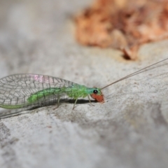 Mallada tripunctatus (Three-spot green lacewing) at ANBG - 14 May 2021 by TimL