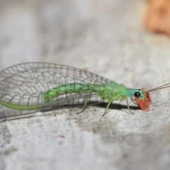 Mallada tripunctatus at Acton, ACT - 14 May 2021