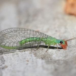 Mallada tripunctatus at Acton, ACT - 14 May 2021