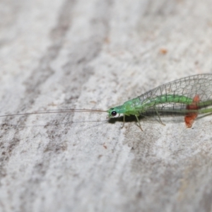 Mallada tripunctatus at Acton, ACT - 14 May 2021