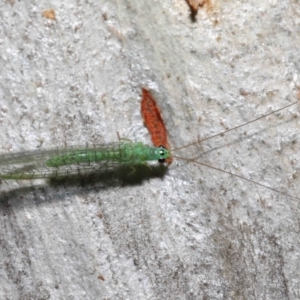 Mallada tripunctatus at Acton, ACT - 14 May 2021