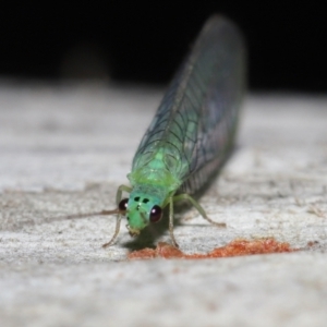 Mallada tripunctatus at Acton, ACT - 14 May 2021