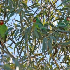 Lathamus discolor (Swift Parrot) at Kambah, ACT - 22 May 2021 by RodDeb