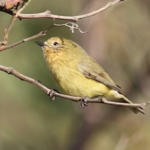 Acanthiza nana at Wodonga, VIC - 22 May 2021 03:34 PM