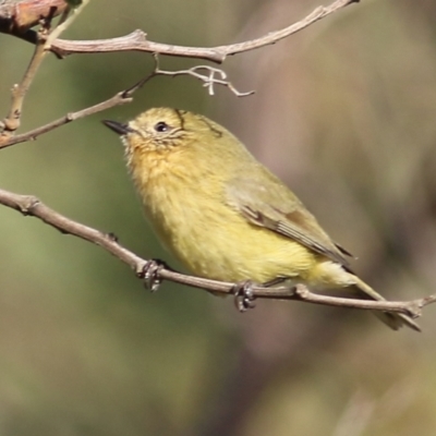 Acanthiza nana (Yellow Thornbill) at Wodonga, VIC - 22 May 2021 by Kyliegw