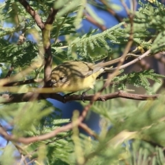 Acanthiza nana at Wodonga, VIC - 22 May 2021