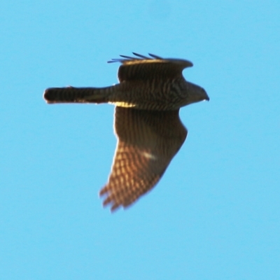 Tachyspiza cirrocephala (Collared Sparrowhawk) at Ewart Brothers Reserve - 22 May 2021 by KylieWaldon