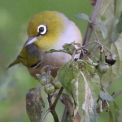 Zosterops lateralis (Silvereye) at Wodonga - 22 May 2021 by Kyliegw