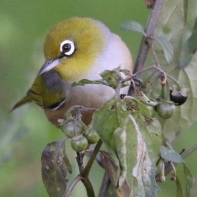 Zosterops lateralis (Silvereye) at Ewart Brothers Reserve - 22 May 2021 by Kyliegw