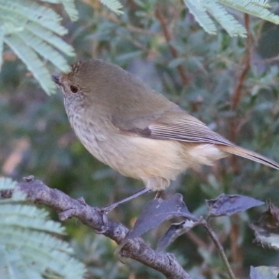 Acanthiza pusilla (Brown Thornbill) at Ward Morrison Park - 22 May 2021 by Kyliegw