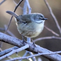 Sericornis frontalis (White-browed Scrubwren) at Ward Morrison Park - 22 May 2021 by Kyliegw