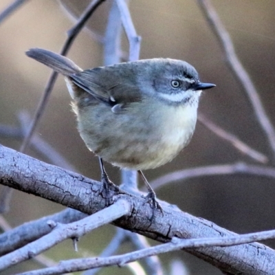 Sericornis frontalis (White-browed Scrubwren) at Wodonga - 22 May 2021 by Kyliegw